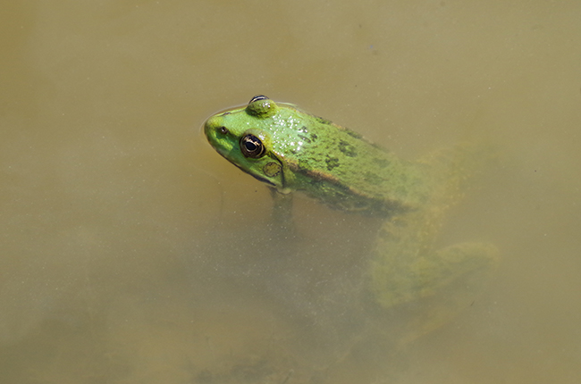 Pelophylax ridibundus