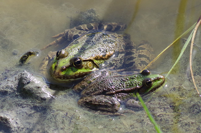 Marsh Frog