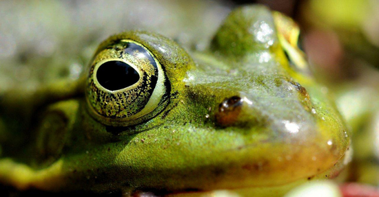 Pelophylax ridibundus common green frog Bart van Oijen 3 550