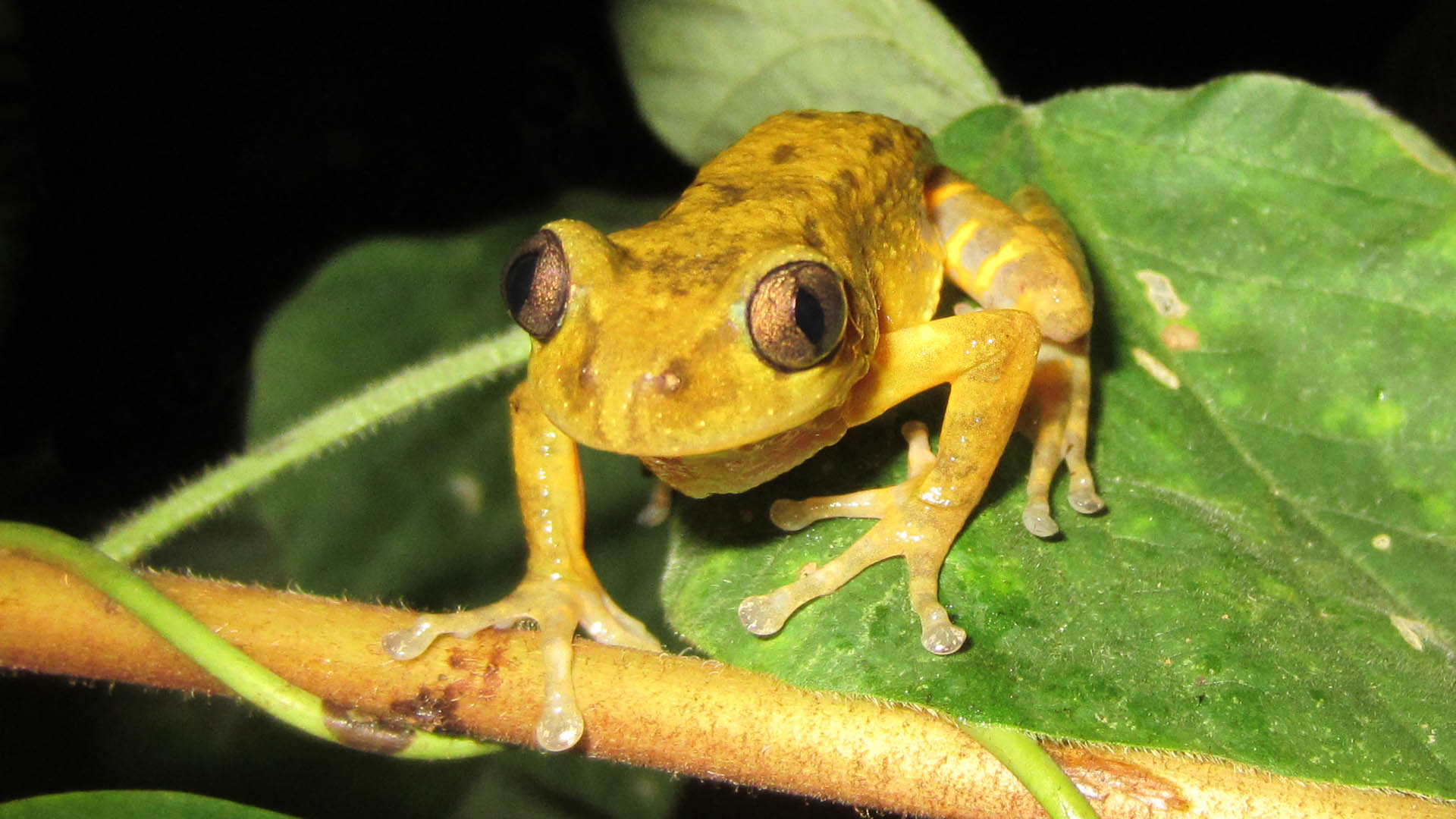 Phlyctimantis boulengeri