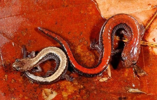 Plethodon cinereus red-backed-salamanders daniel hocking