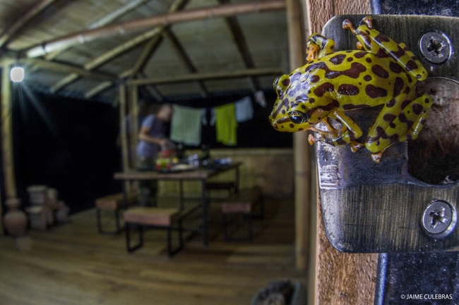 frog conservation ecuador