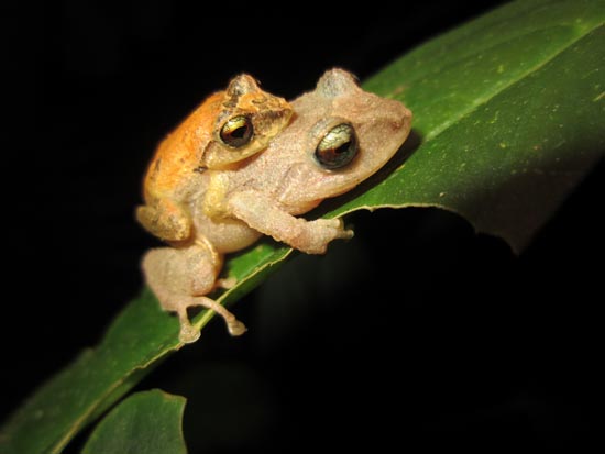 Pristimantis palmeri amplexus Colombia Frogs Amphibians