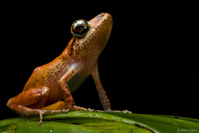 frogging ecuador