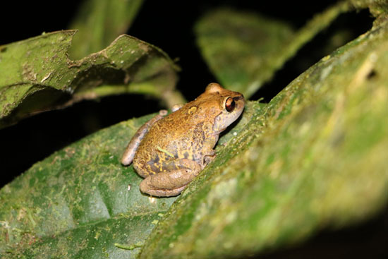 Pristimantis mindo