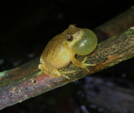 Pseudacris crucifer 