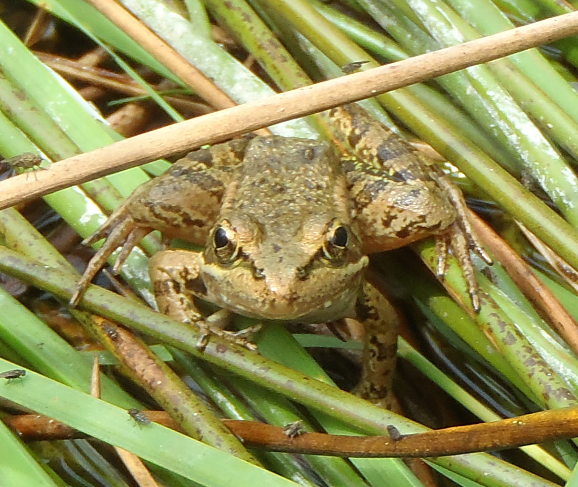 California Red-legged Frog - Chris Berry - City of Santa Cruz