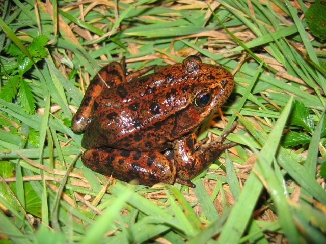 Rana draytonii - Jamie Bettaso California Red-Legged Frog