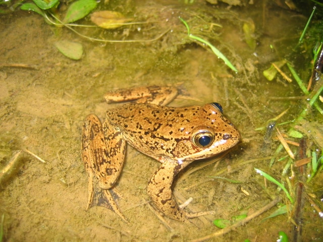 Rana draytonii - Jamie Bettaso California Red-Legged Frog