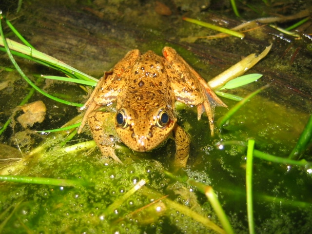 Rana draytonii - Jamie Bettaso California Red-Legged Frog