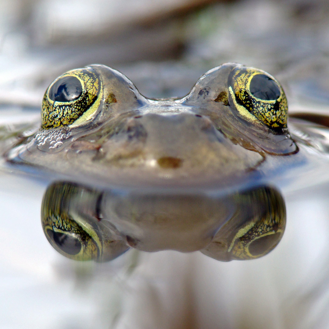 Rana pretiosa Oregon Spotted Frog Andy OConnor