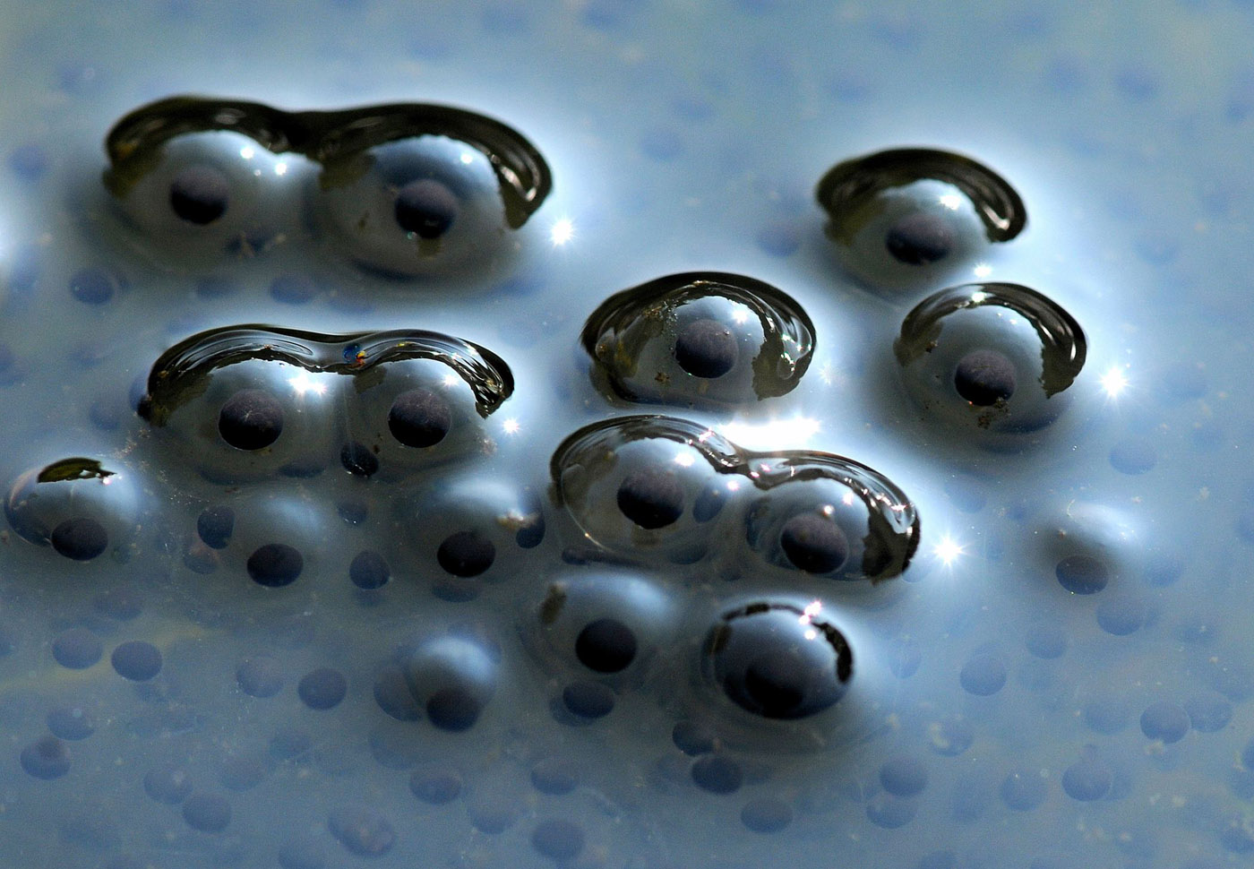 Rana temporaria eggs - Bart van Oijen common brown