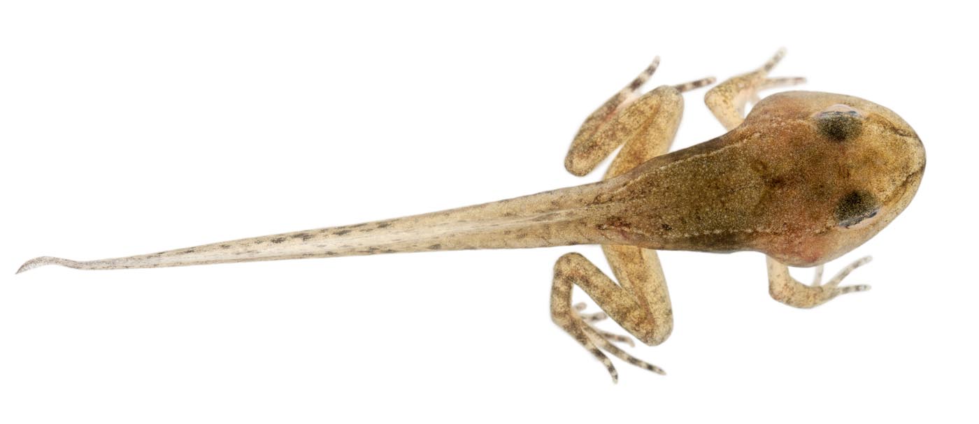 Common Frog, Rana temporaria tadpole with all legs, 12 weeks old, in front of white background