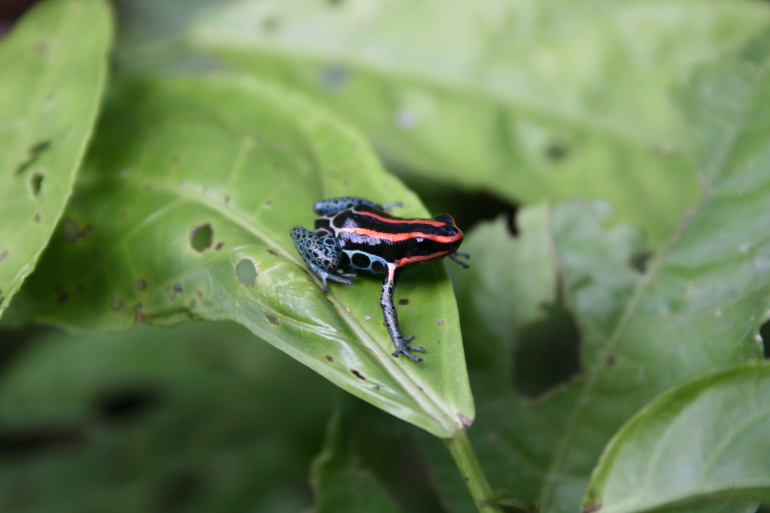 Ranitomeya ventrimaculata ecuador kaya klop toker