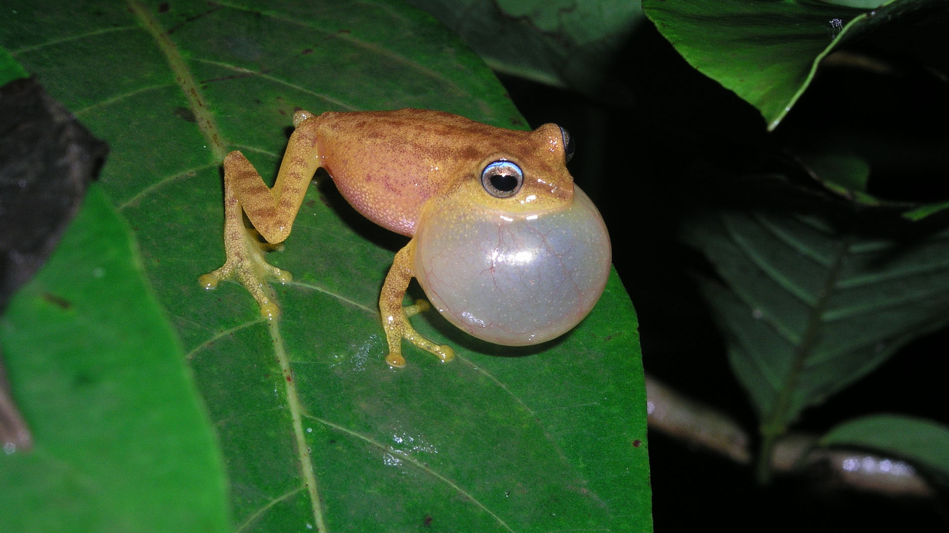 Save The Frogs World Summit
