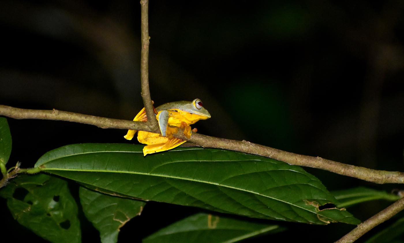 Rhacophorus bipunctatus Bangladesh Sabit Hasan