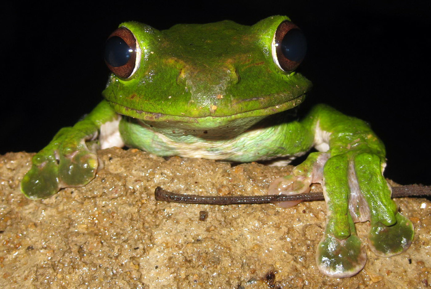 Rhacophorus dennysi Laos