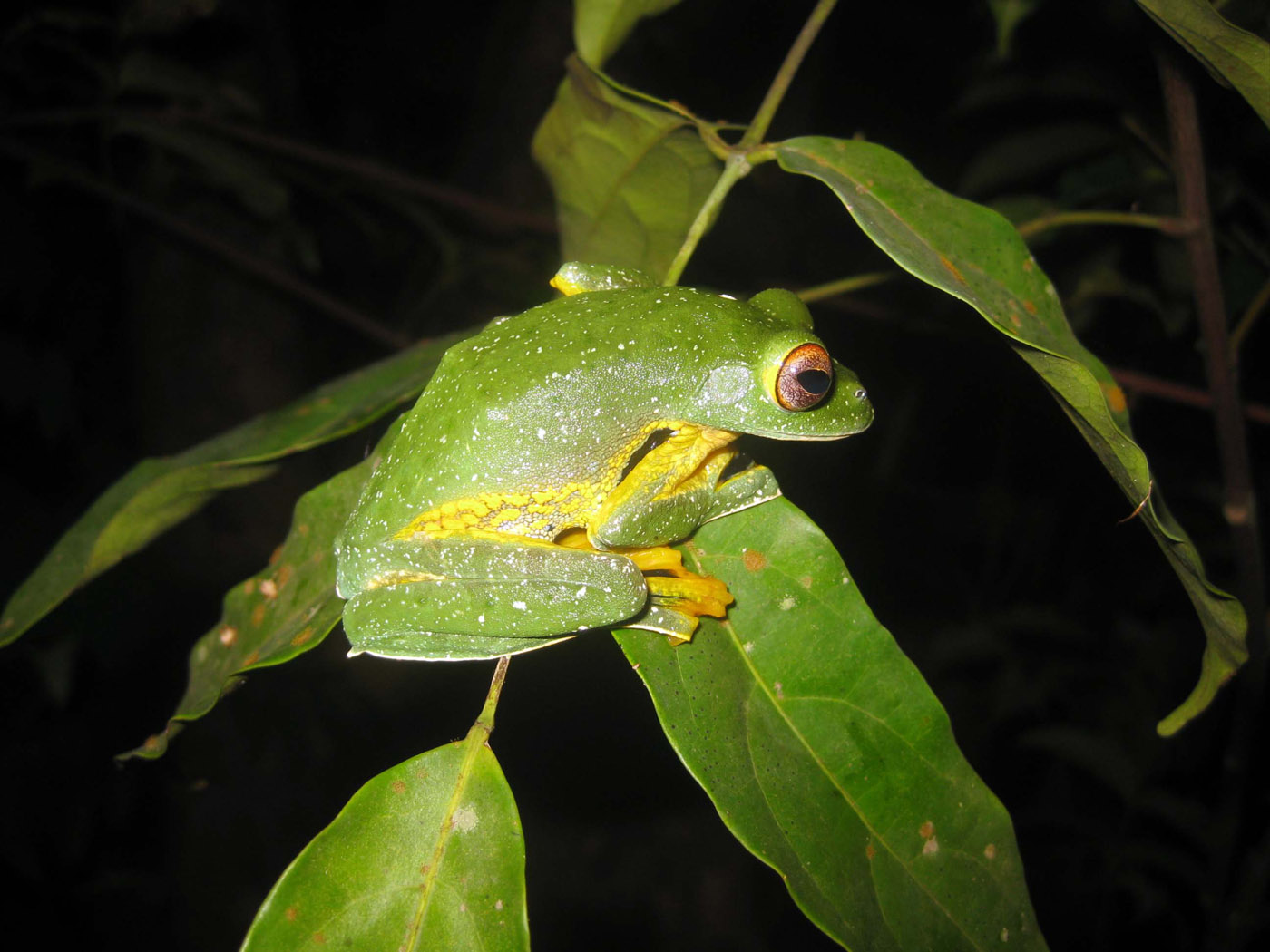 Rhacophorus kio Laos