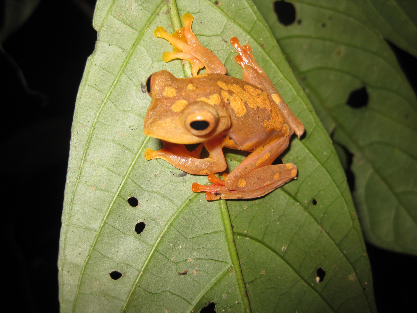 Rhacophorus rhodopus Vietnam