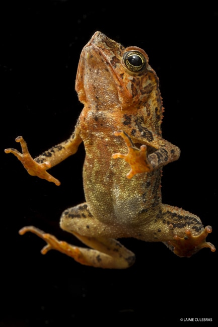 frogging ecuador