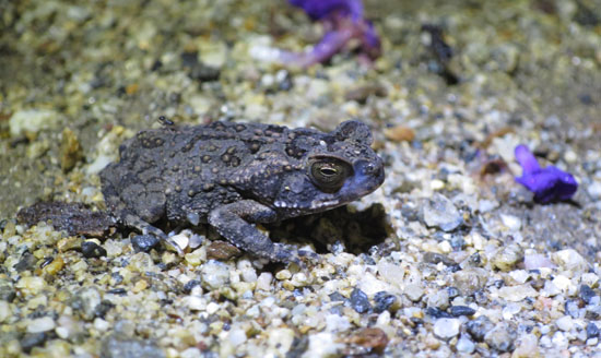 peruvian toads