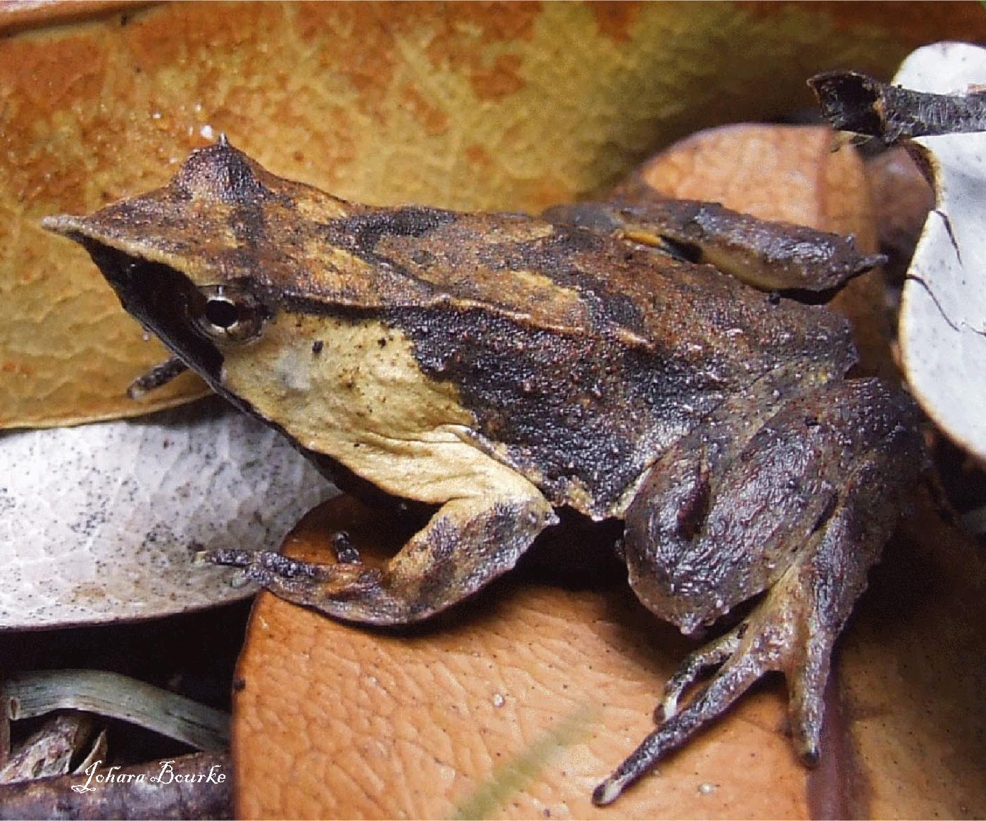 Rhinoderma-darwinii-Johara-Bourke