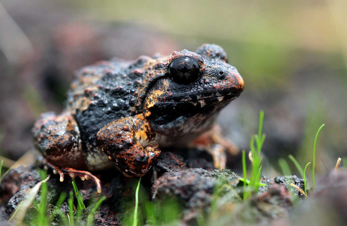 Rufescent burrowing frog - Nirmal Kulkarni 1400 Minervarya rufescens