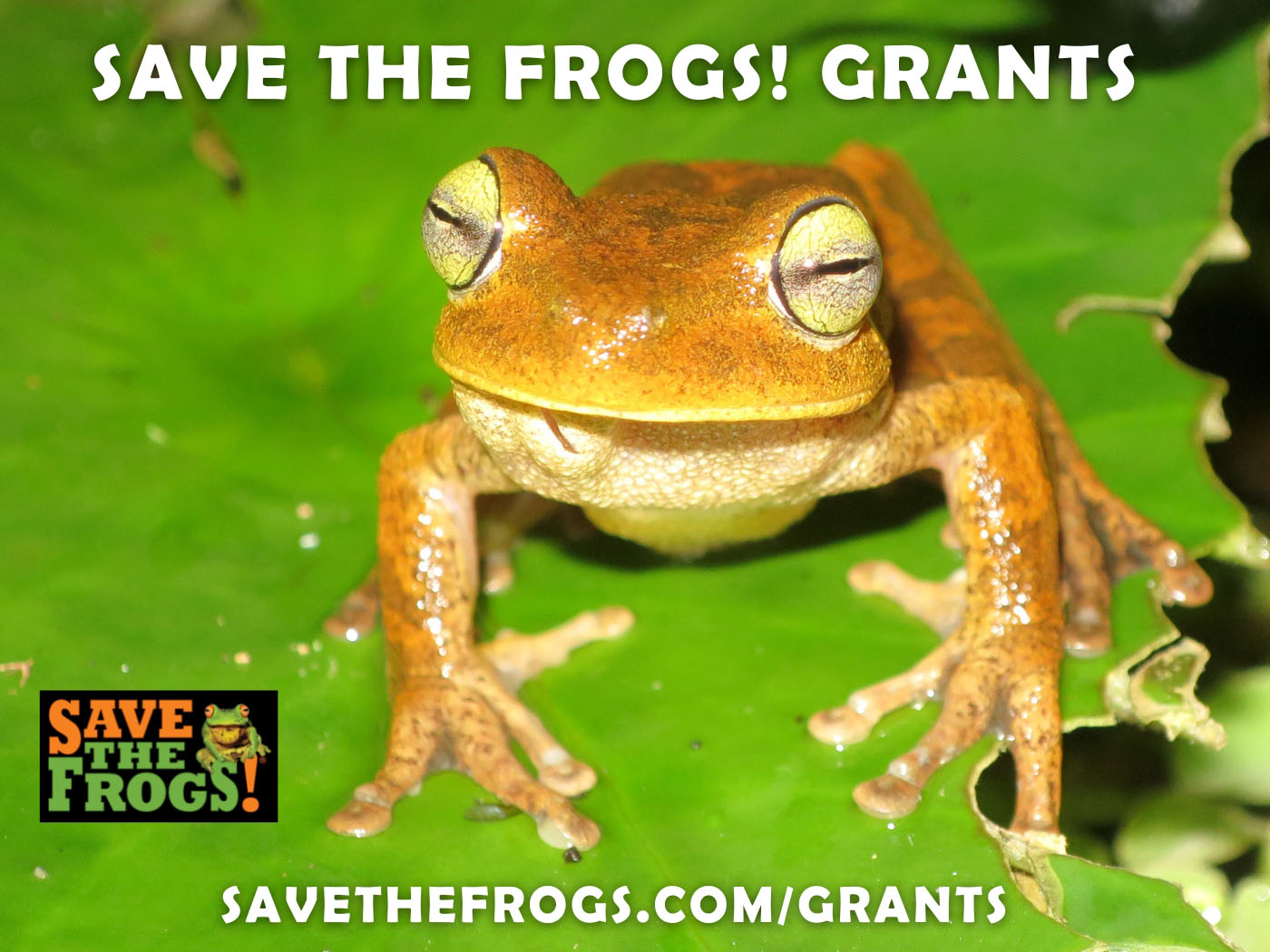 SAVE THE FROGS! Grants Icon 2023