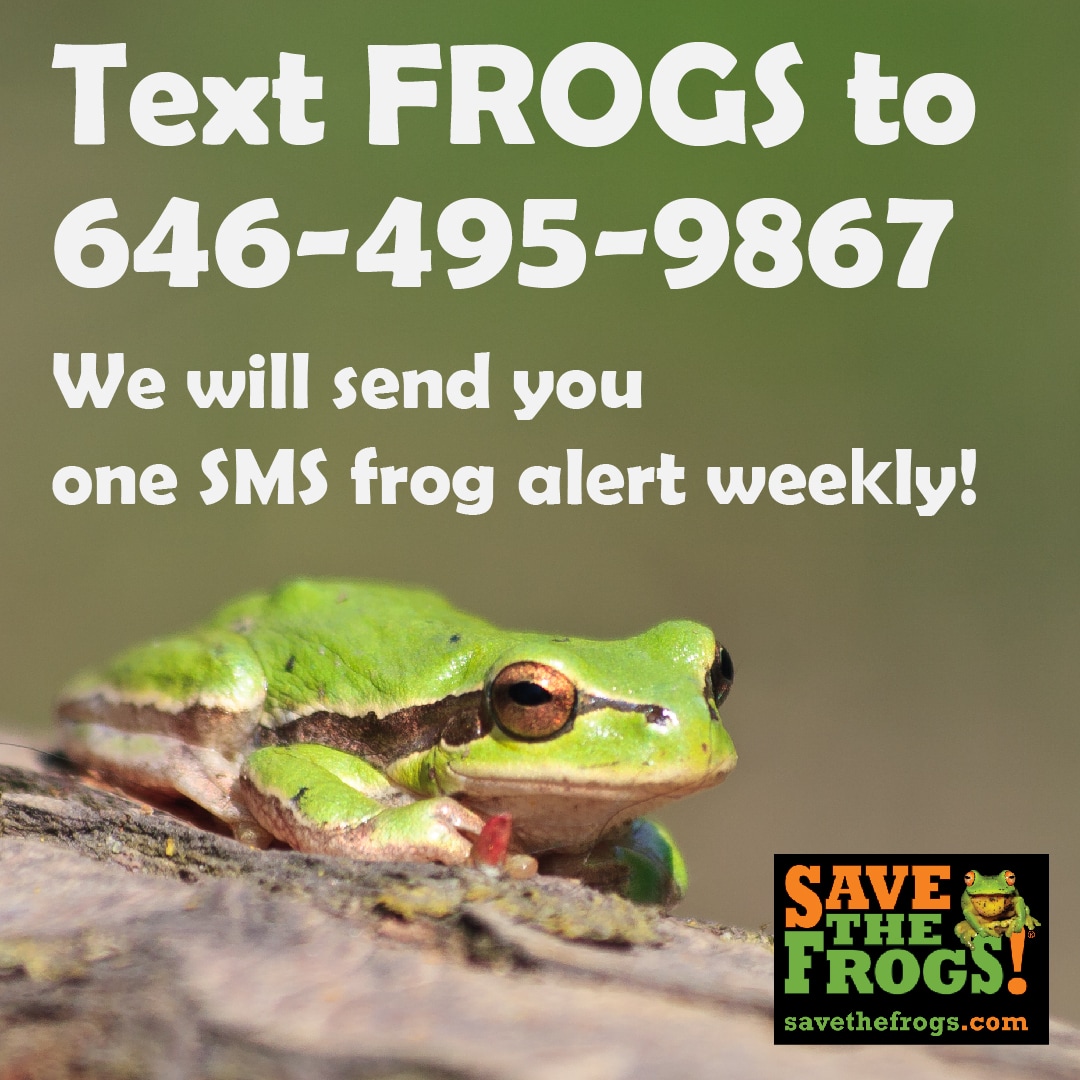 SMS Frog Alerts - Green Frog