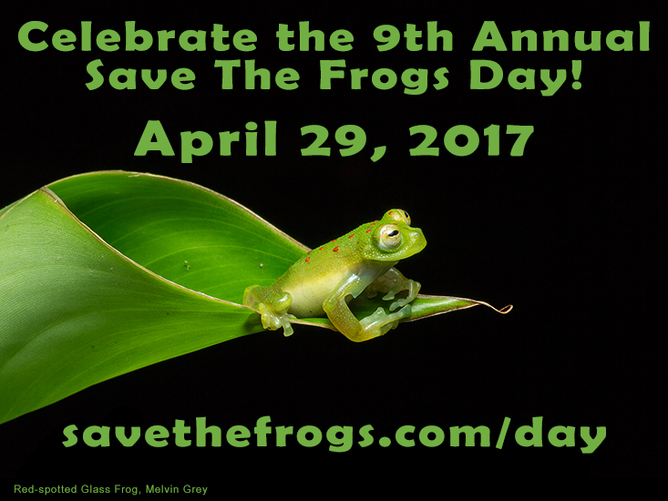 STF Day 2017 red spotted glass frog