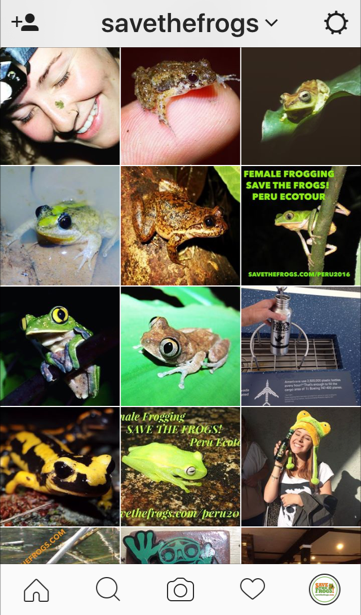 Instagram Save The Frogs