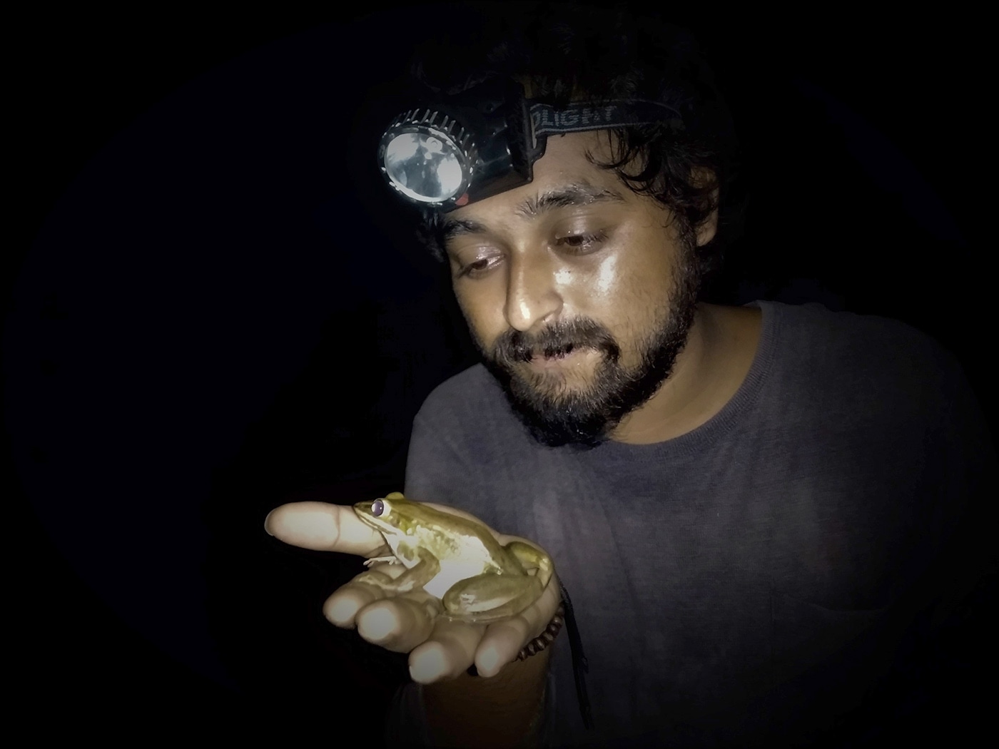 Sajib Biswas Frog Bangladesh 1400