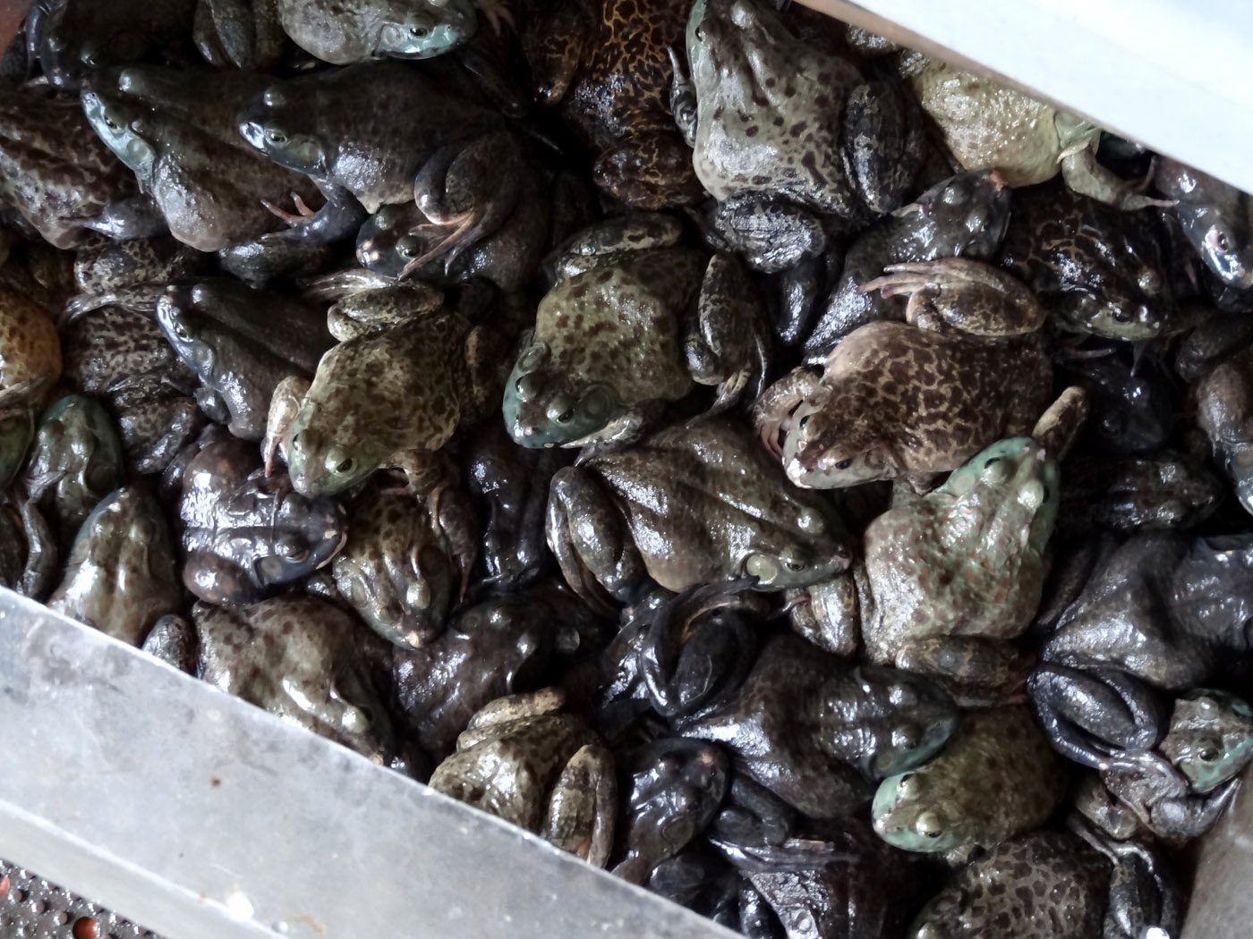 Wet Markets - Frogs