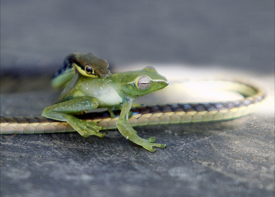 Snake Eating Frog