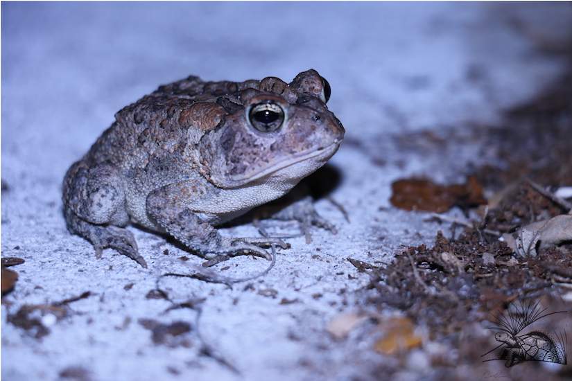 Southern Toad WM