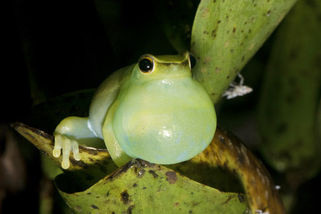 Sphaenorhyncus lacteus
