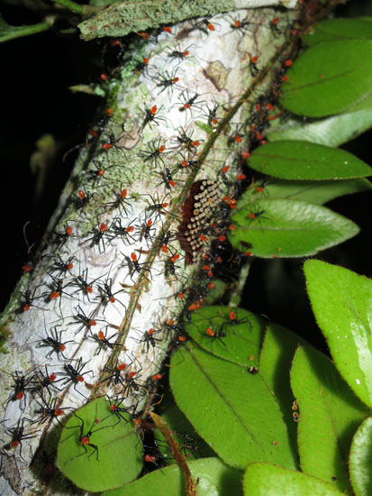 Suchipakari ants