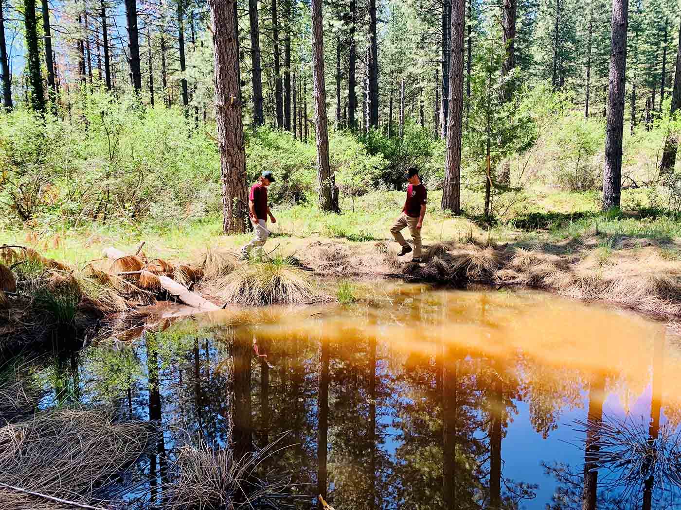 Tahoe National Forest Wetlands Project - CRLF - Karl Ronning