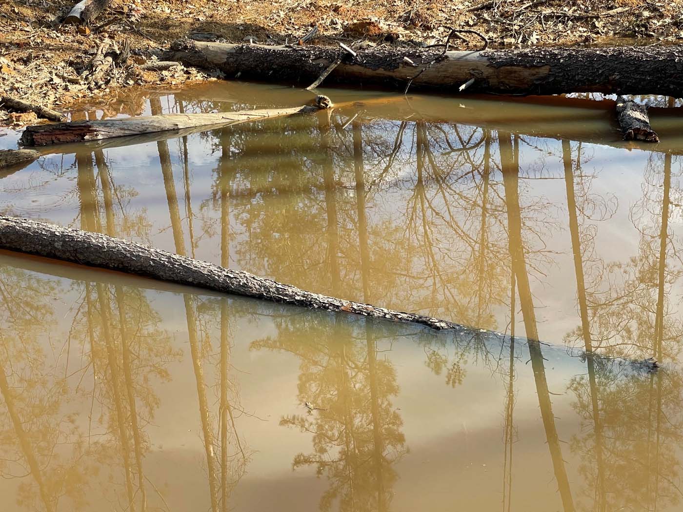 Tahoe Wetlands Restoration 2023 - Dan Teater - Sierran Tree Frog 3