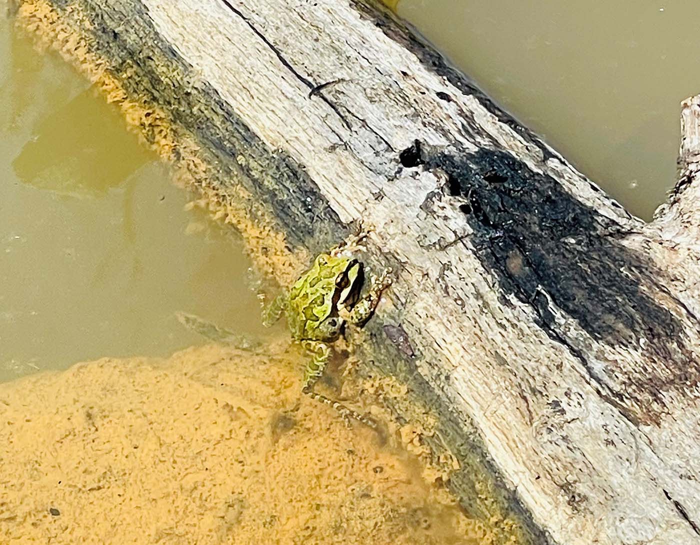 Tahoe Wetlands 2023 - Dan Teater - Sierran Tree Frog 4