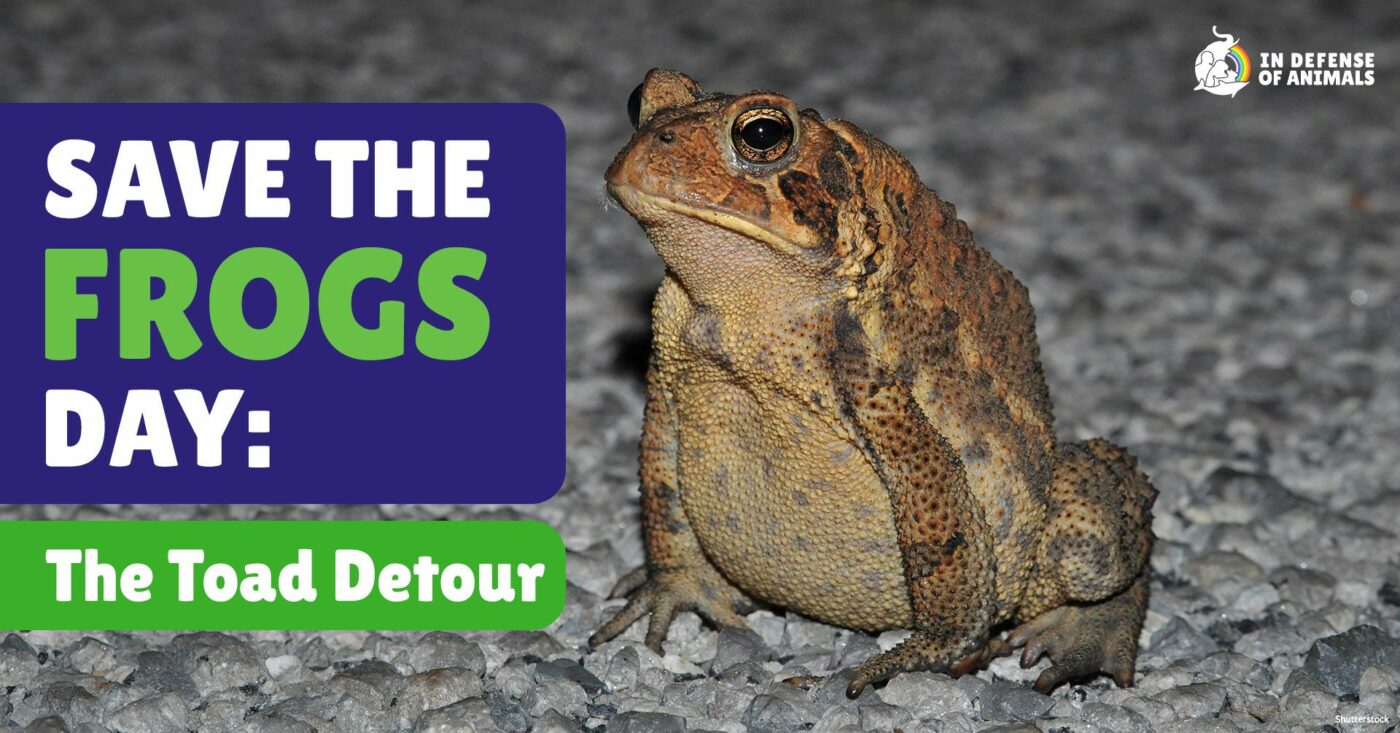 The Toad Detour Film Screening - Save The Frogs Day