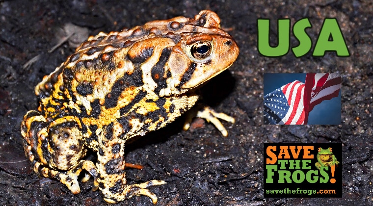 USA Amphibians Course