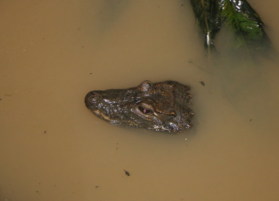 West African Dwarf Crocodile Osteolaemus tetraspis