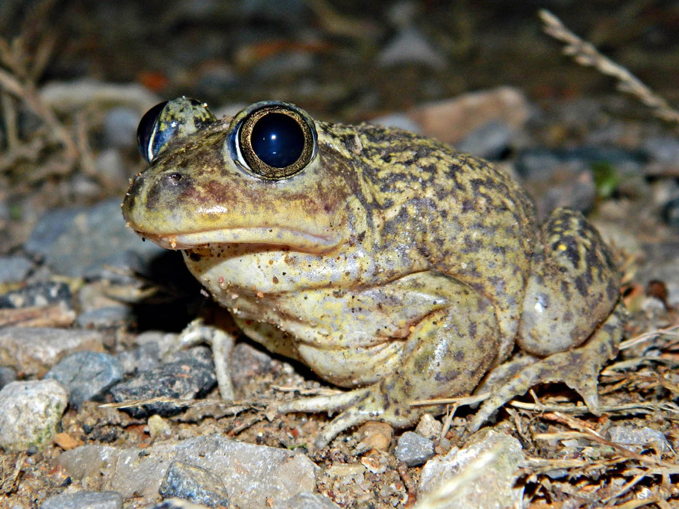 Western Spadefoot - Pelobates cultripes - Paleoherpetologia