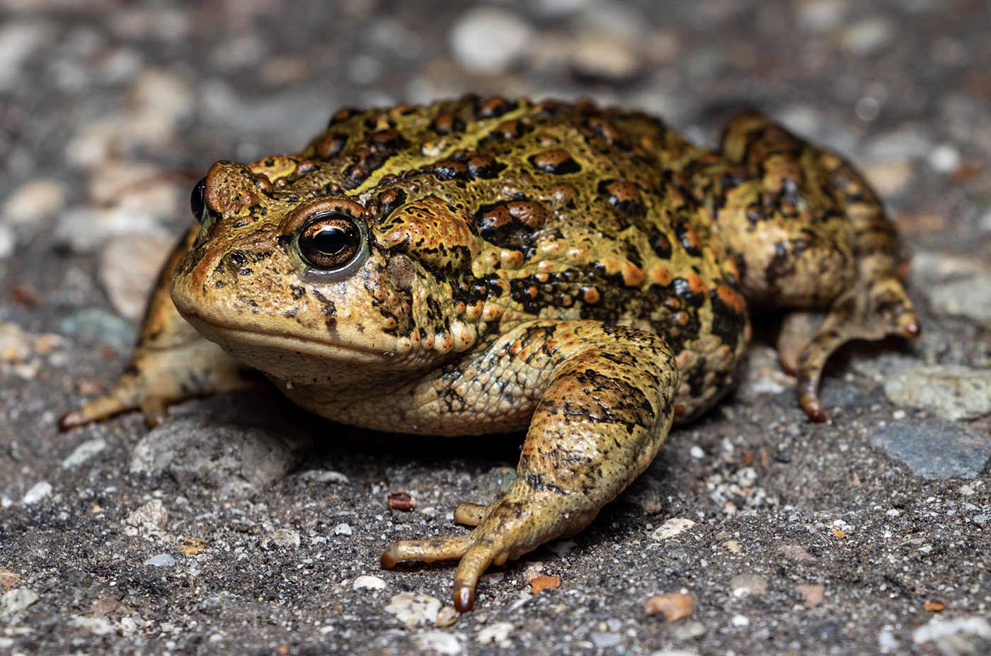 Western Toad Bufo boreas Andrew Nydam