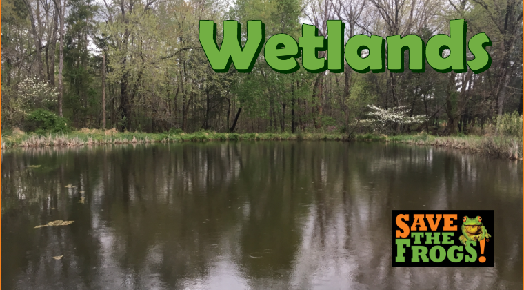 Wetlands course