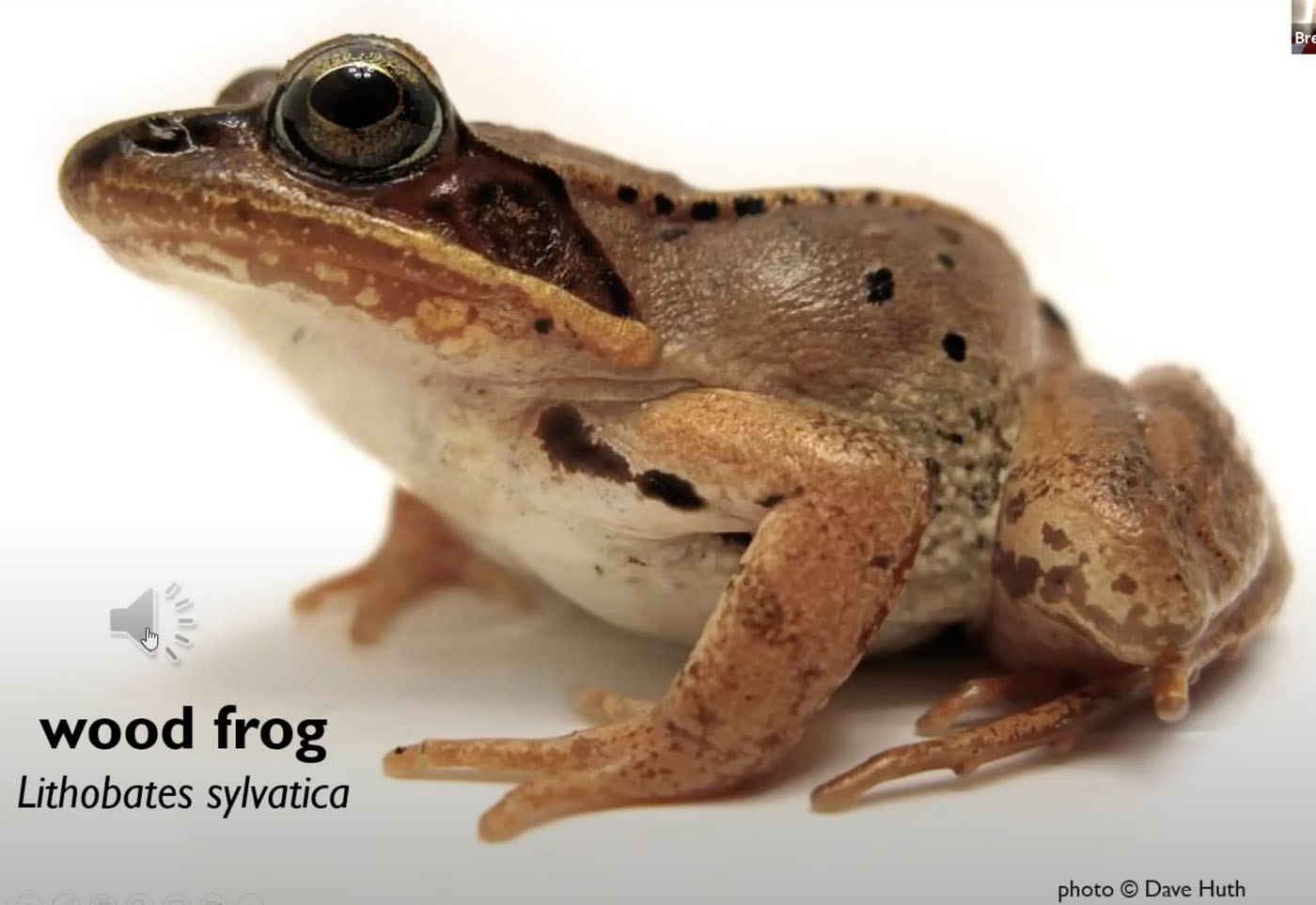Wood Frog - Dave Huth