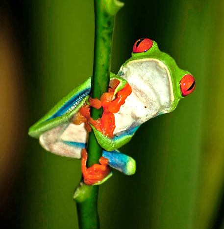 Agalychnis callidryas Costa Rica