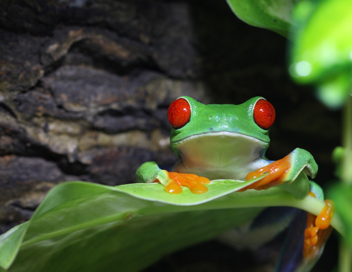 agalychnis-callidryas-red-eye-treefrog
