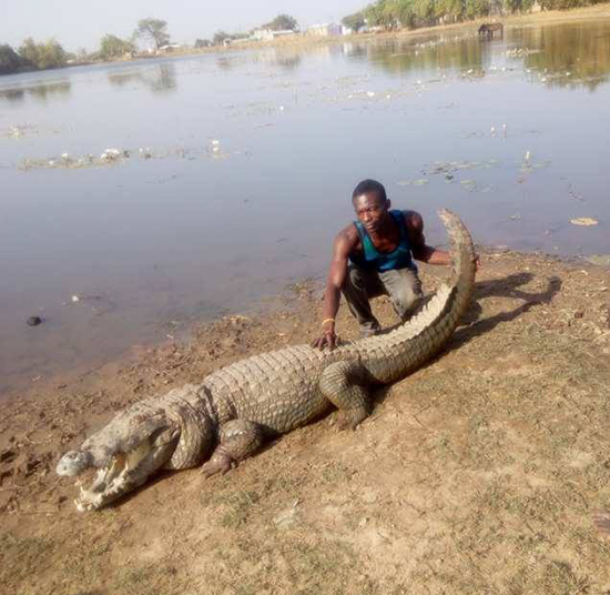 albert chambichoga nile crocodile